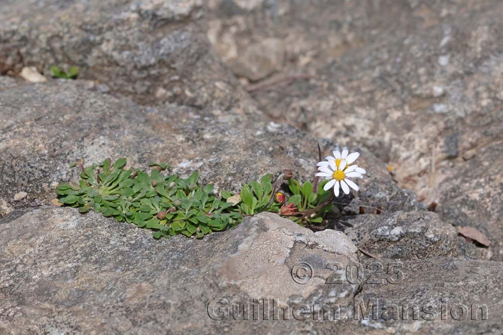 Bellium bellidioides dans la Serra di Pigno (France, Haute-Corse)