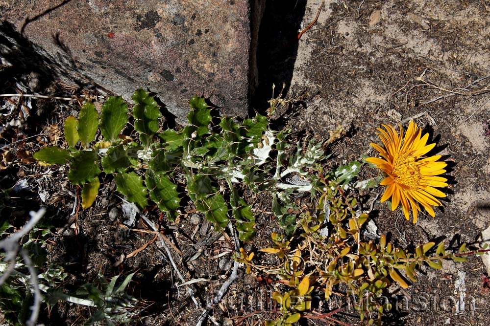 Berkheya barbata dans la réserve de Kogelberg (Afrique du Sud)