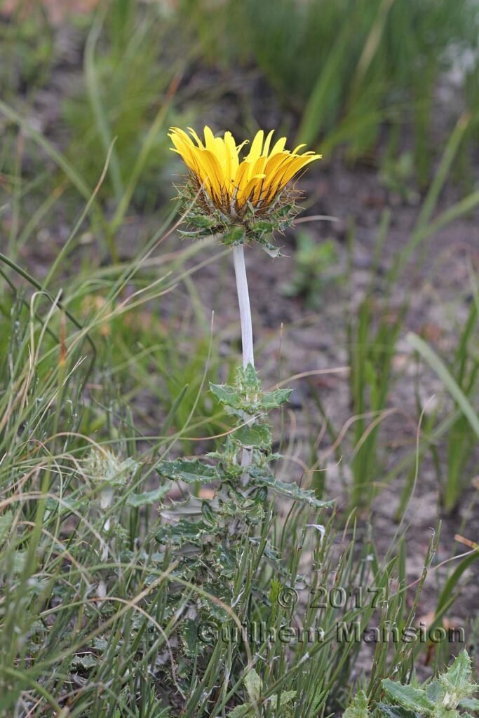 Berkheya barbata vers Kleinmond (Afrique du Sud)