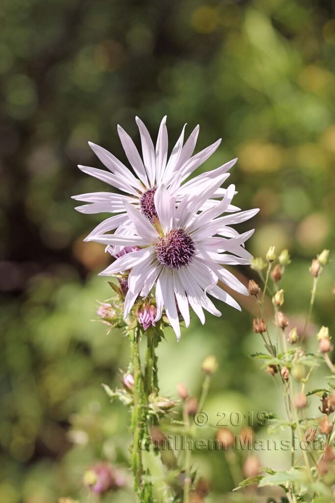 Berkheya purpurea dans le Jardin Alpin du Lautaret (France, Hautes-Alpes)