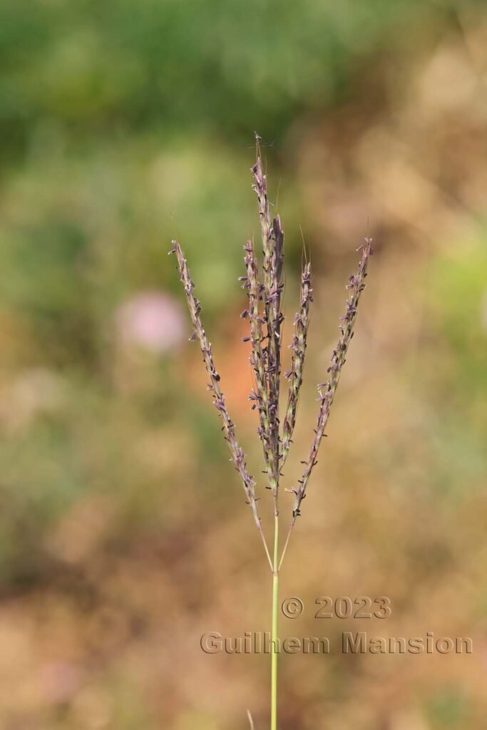 Bothriochloa ischaemum aux Follatères (Suisse, Valais)