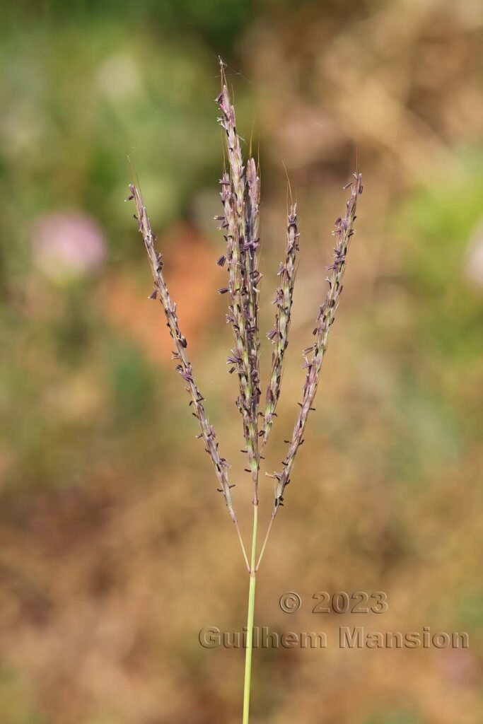 Bothriochloa ischaemum aux Follatères (Suisse, Valais)