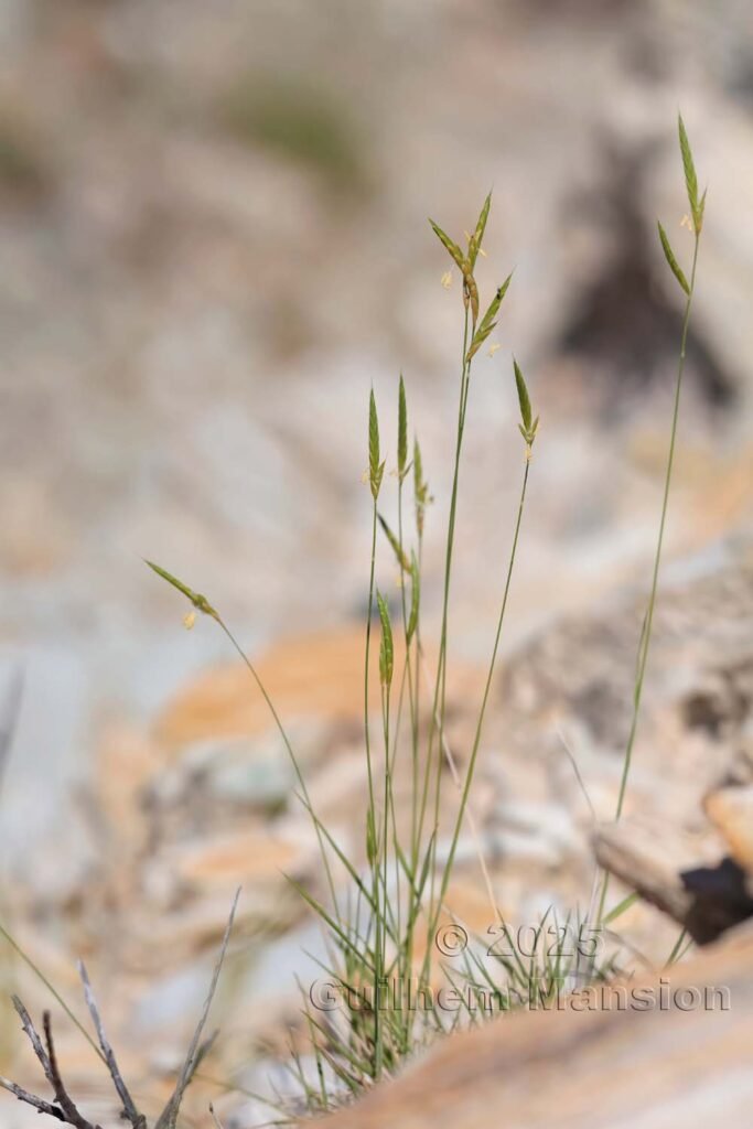 Brachypodium distachyon vers Nonza (France, Haute-Corse)