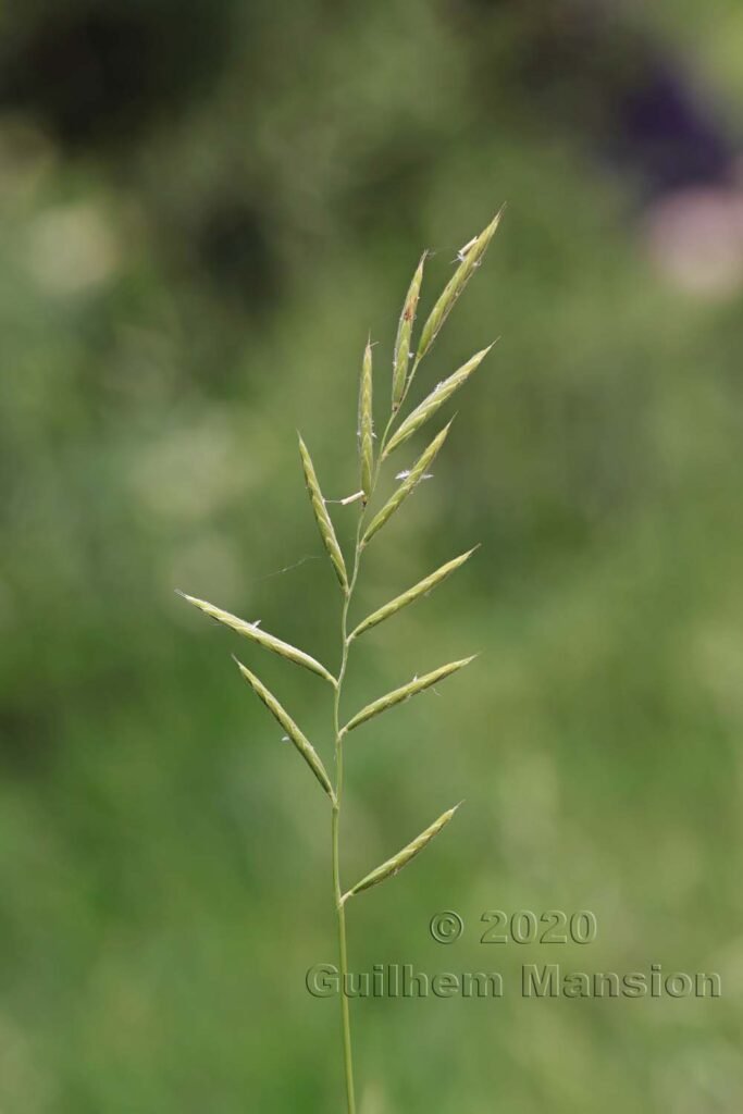 Brachypodium pinnatum sur les Laegern (Suisse, Zurich)