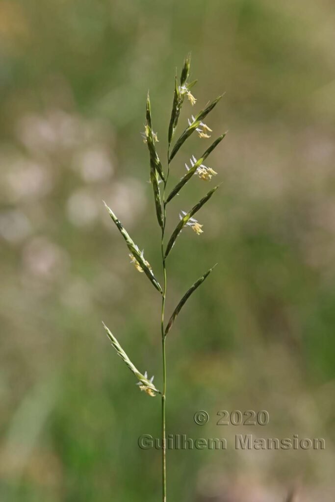 Brachypodium pinnatum vers Naters (Valais, Suisse)