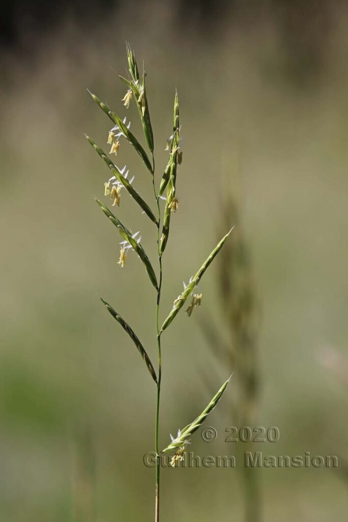 Brachypodium pinnatum vers Naters (Valais, Suisse)