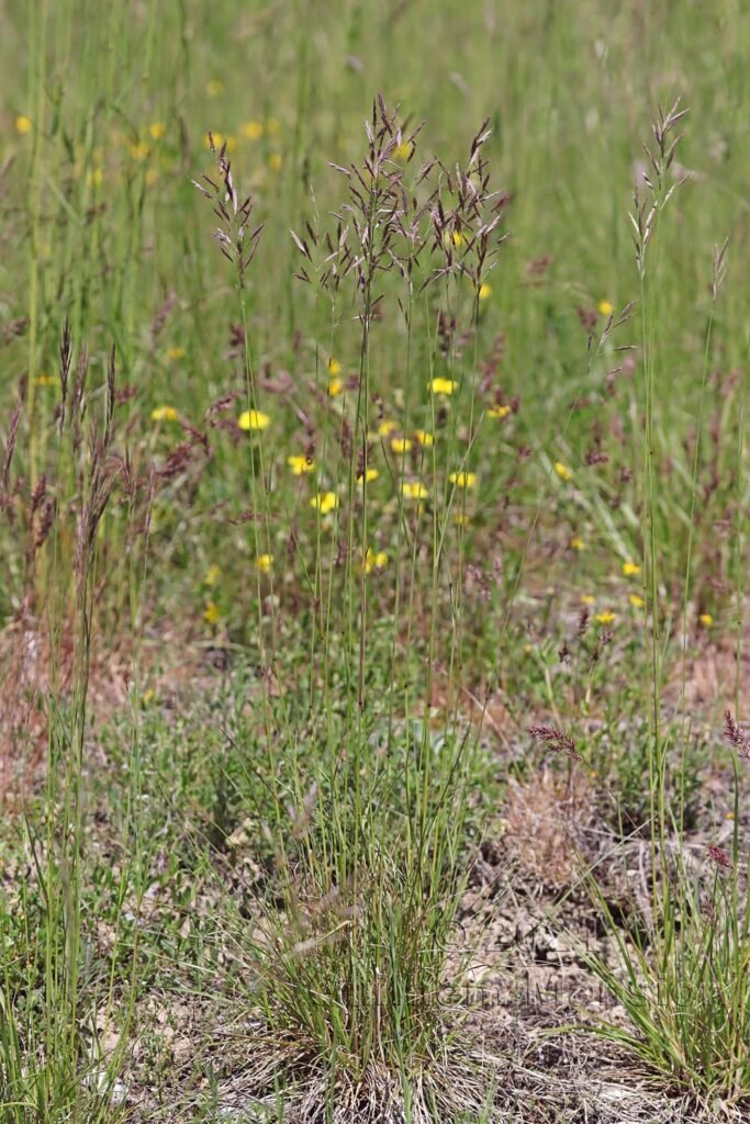 Bromopsis erecta entre Brentjong et Turtmann (Valais, Suisse)