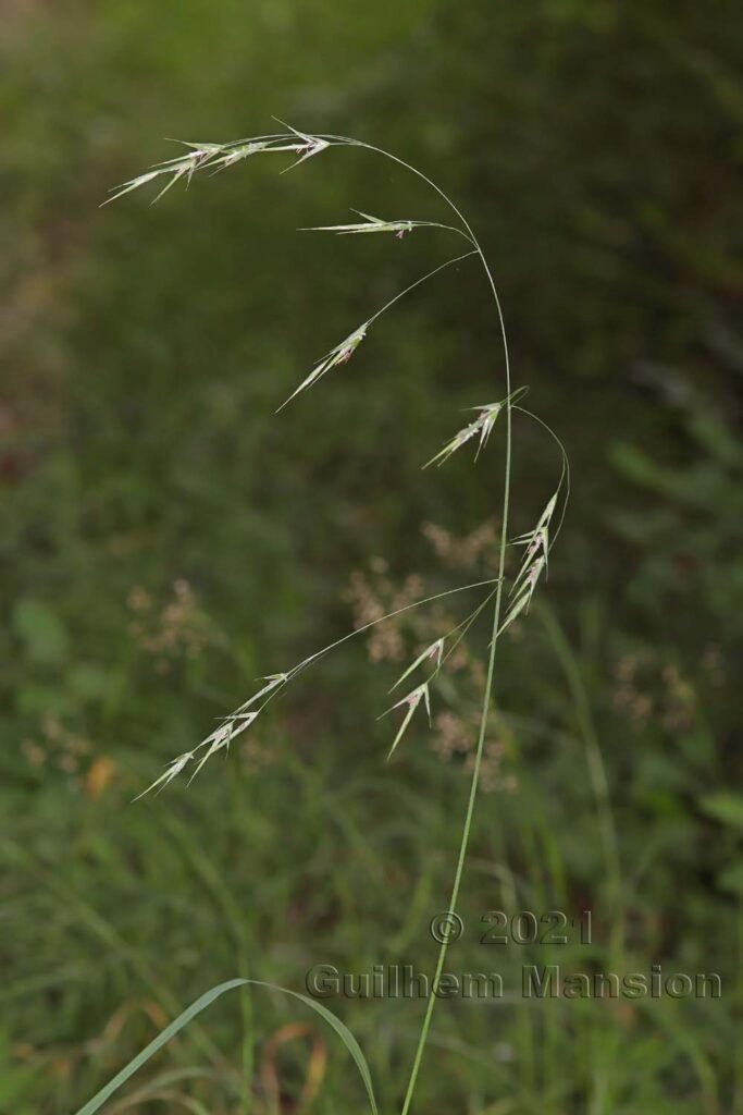 Bromopsis ramosa vers Aarburg (Suisse, Argovie)