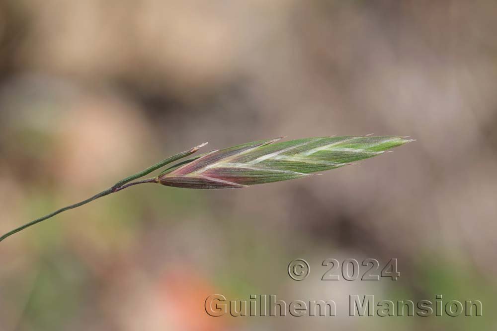 Bromus catharticus entre Fully et Saillon (Suisse, Valais)
