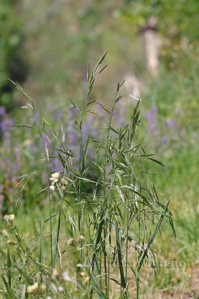 Bromus catharticus entre Fully et Saillon (Suisse, Valais)