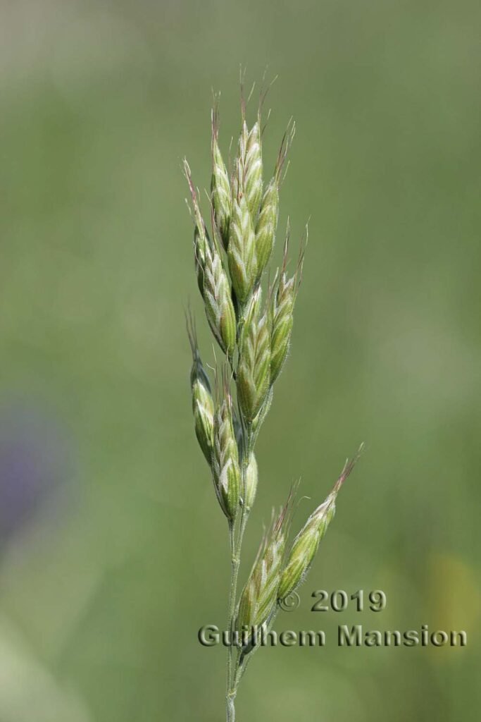 Bromus hordeaceus vers Villnachern (Suisse, Argovie)