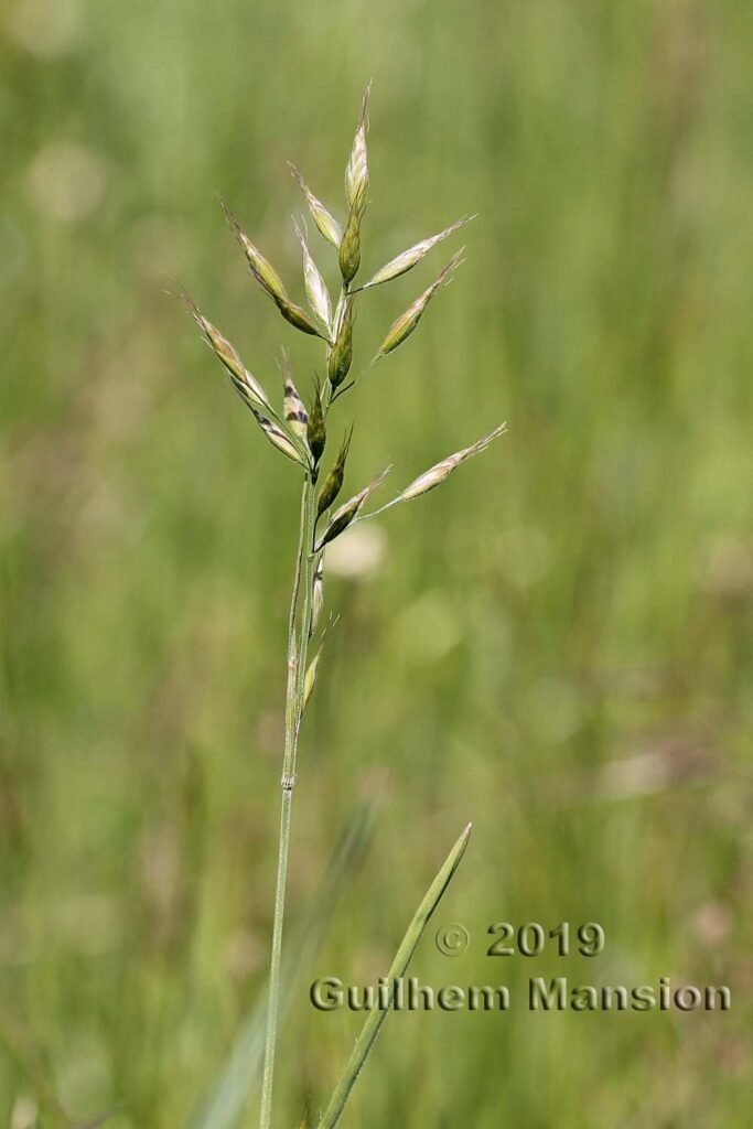 Bromus hordeaceus vers Zurich-Seebach (Suisse)