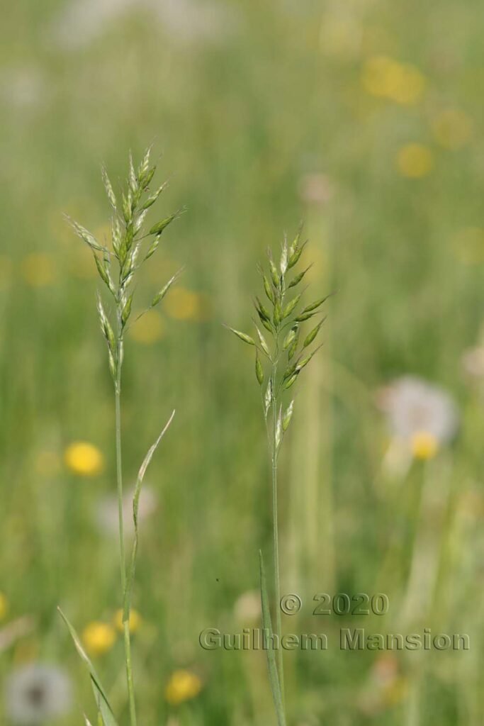 Bromus hordeaceus vers Zurich-Seebach (Suisse)