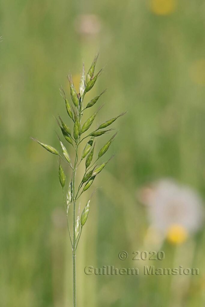 Bromus hordeaceus vers Zurich-Seebach (Suisse)