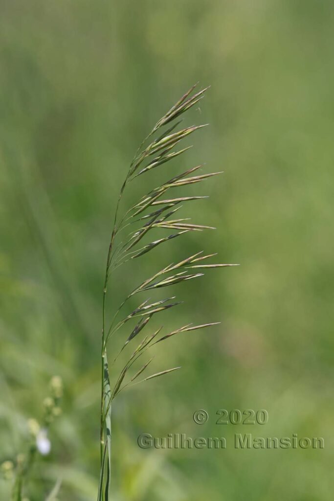 Bromus inermis vers Kloten (Suisse, Zurich)