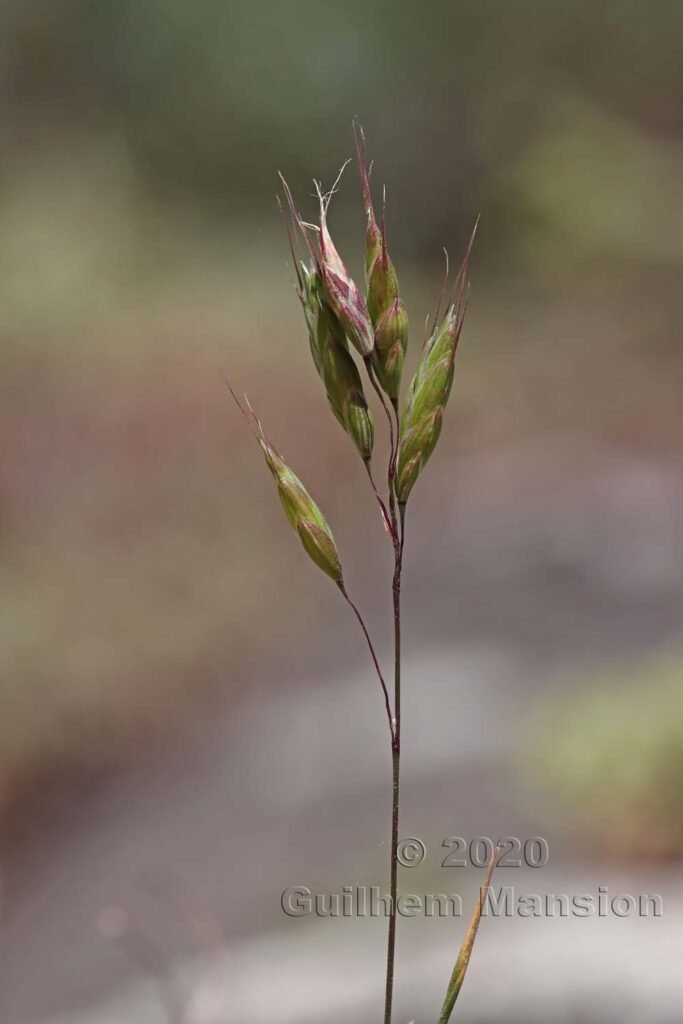 Bromus squarrosus aux Follatères (Suisse, Valais)