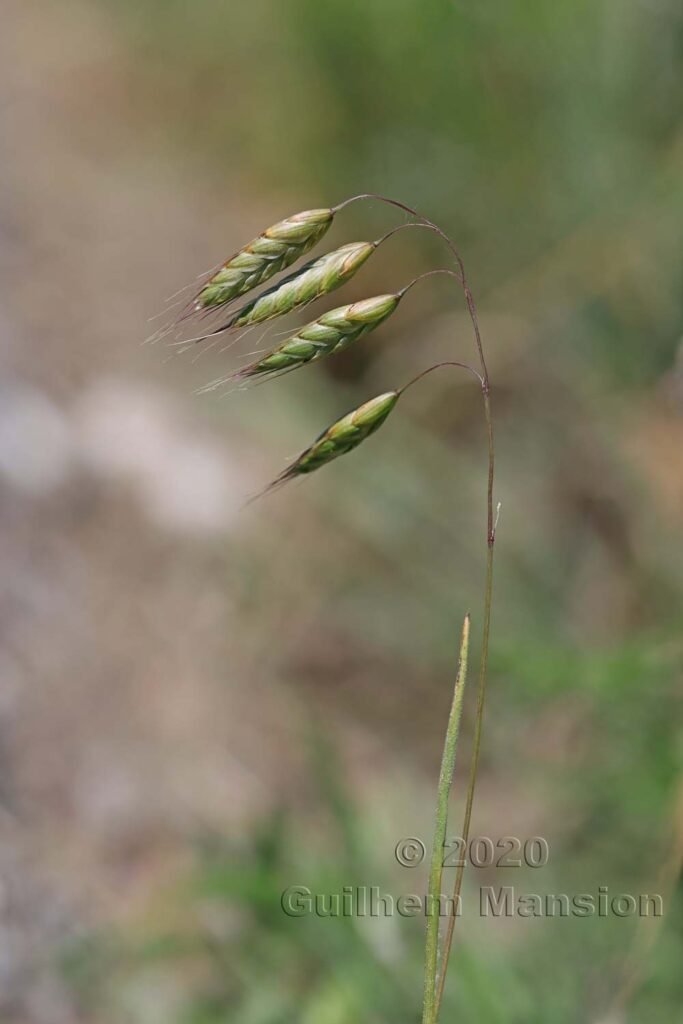 Bromus squarrosus aux Follatères (Suisse, Valais)