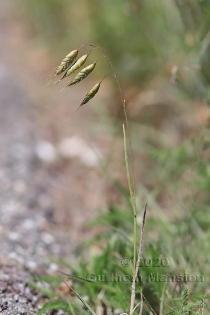 Bromus squarrosus aux Follatères (Suisse, Valais)