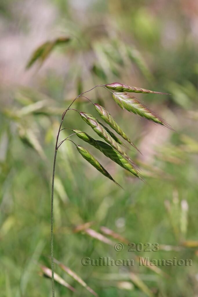 Bromus squarrosus aux Follatères (Suisse, Valais)
