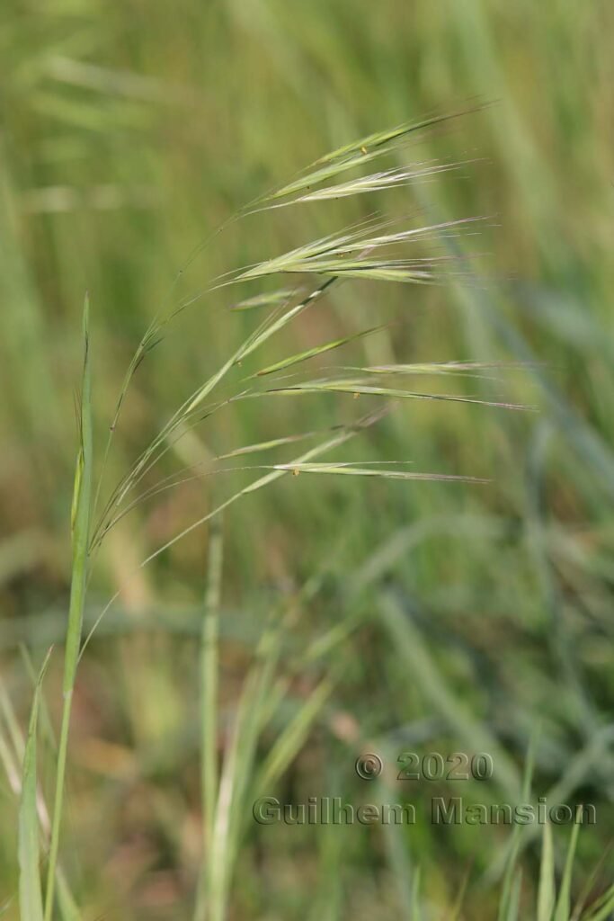 Bromus sterilis vers Zurich-Seebach (Suisse)