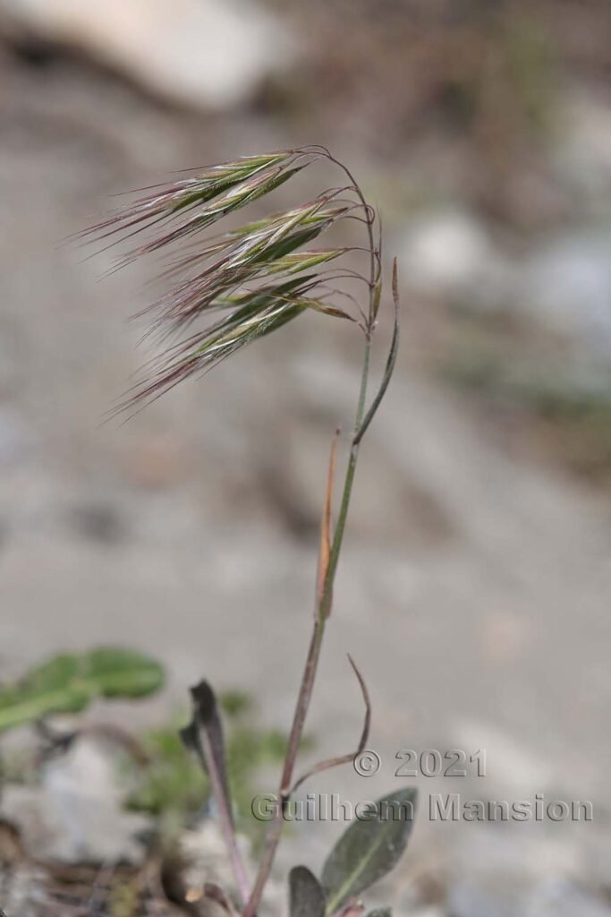 Bromus tectorum vers Sion (Suisse, Valais)