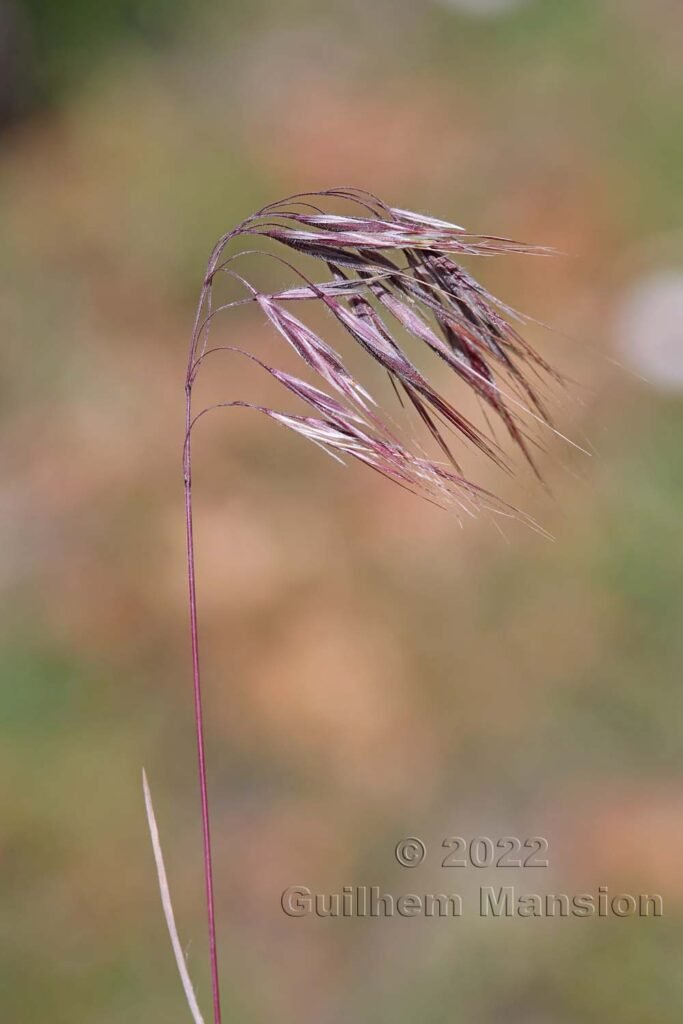 Bromus tectorum vers Zeneggen (Suisse, Valais)