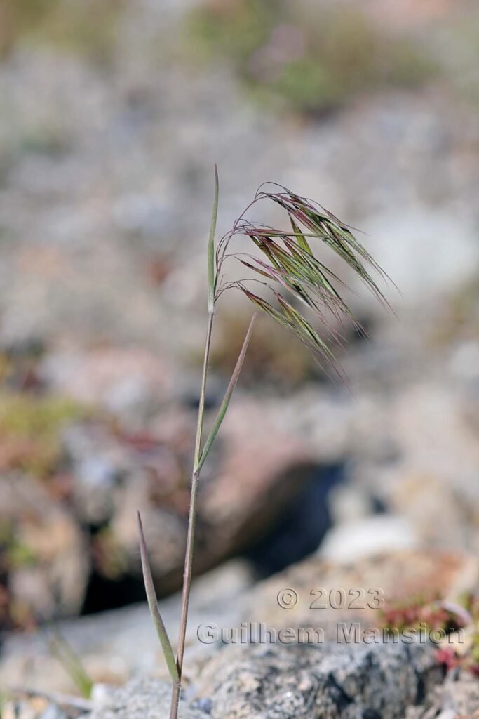 Bromus tectorum aux Follatères (Suisse, Valais)