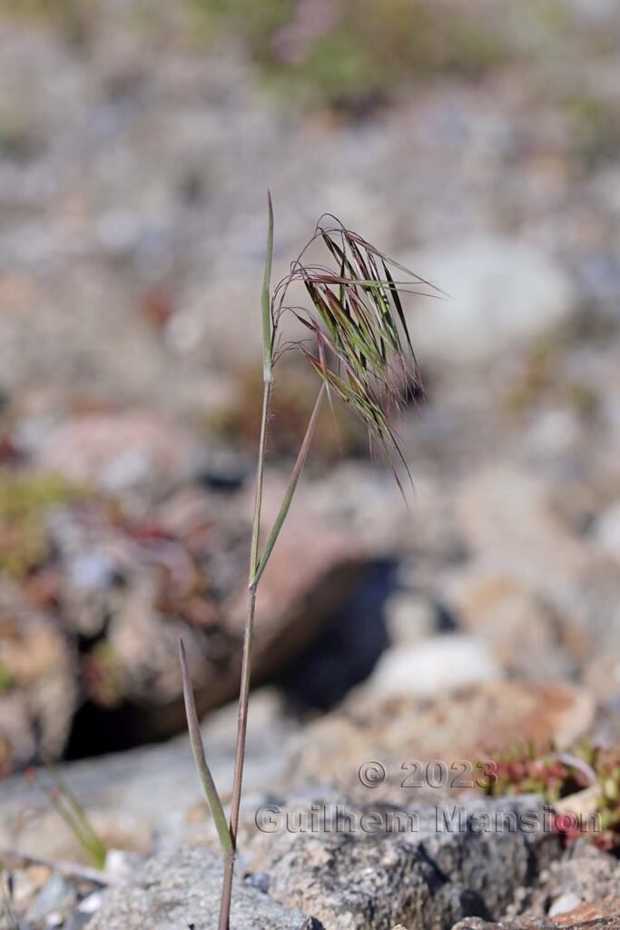 Bromus tectorum aux Follatères (Suisse, Valais)
