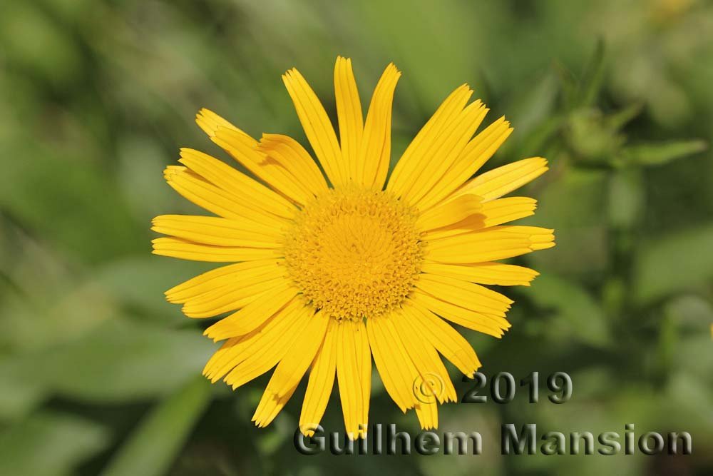 Buphthalmum salicifolium vers Oberembrach (Suisse, Zurich)