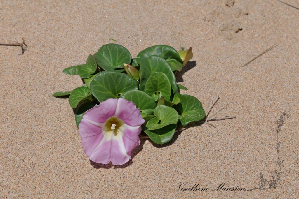 Convolvulus soldanella sur la plage d'Amoreira (Portugal, Aljesur)