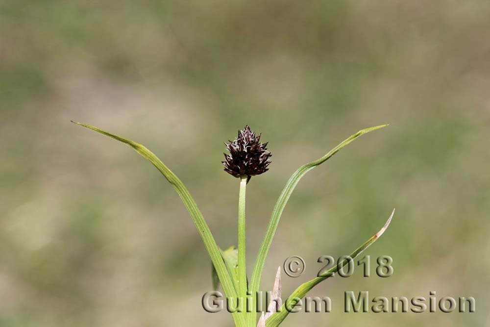 Carex parviflora vers la Tzoumaz (Suisse, Valais)