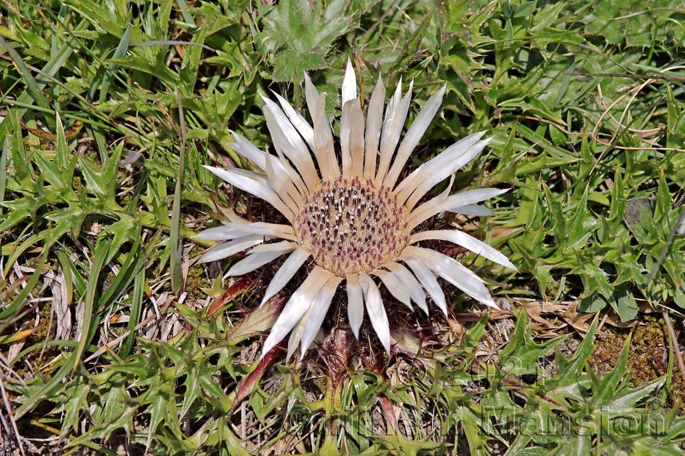 Carlina acaulis dans le Parc National Suisse (Suisse, Grisons)