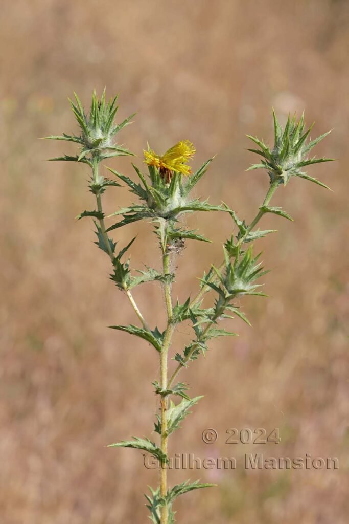 Carthamus lanatus vers Poulx (France, Gard)