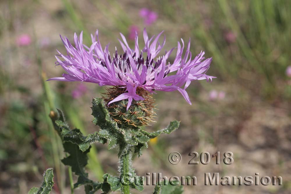 Centaurea polyacantha dans la région de Coto Donana (Espagne, Andalousie)