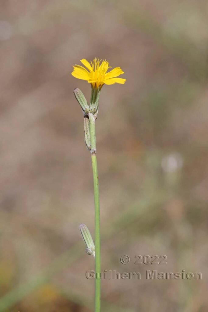 Chondrilla juncea vers Crest (France, Drôme)