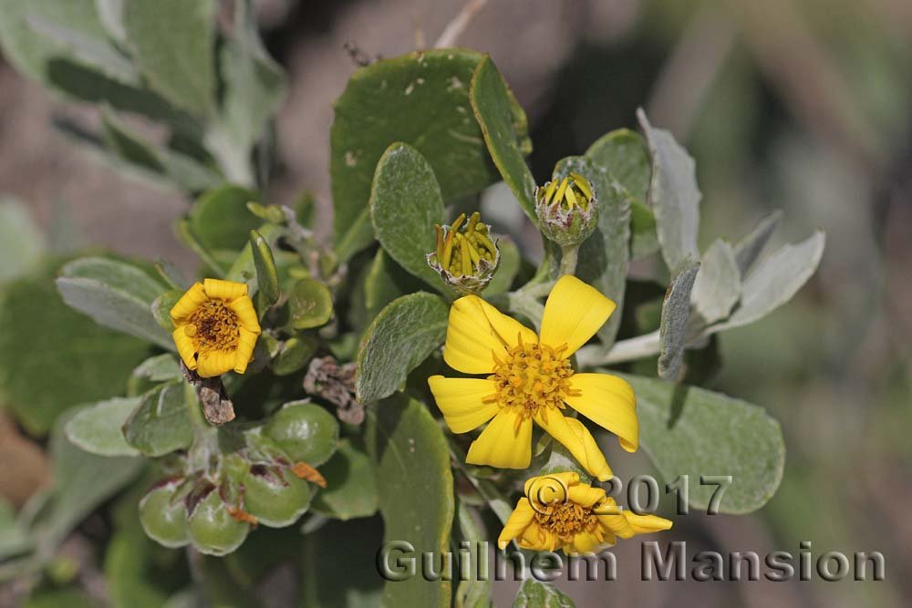 Chrysanthemoides incanum vers Yzerfontein (Afrique du Sud)
