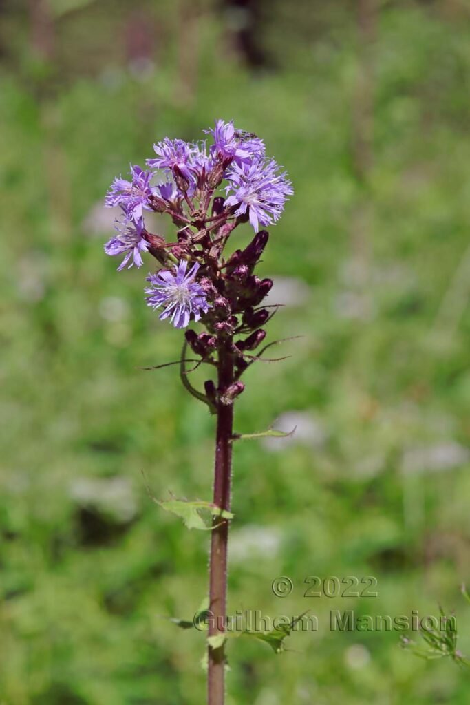 Cicerbita alpina dans la région de l'Entlebuch (Suisse, Lucerne)