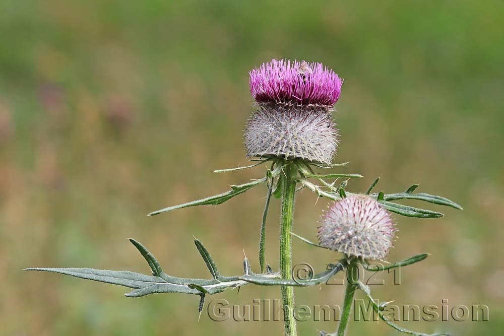 Cirsium eriophorum vers Zernez (Suisse, Grisons)