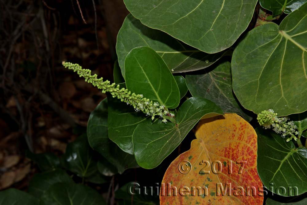 Coccoloba uvifera dans le Palmetum de Santa Cruz (Espagne, Tenerife)