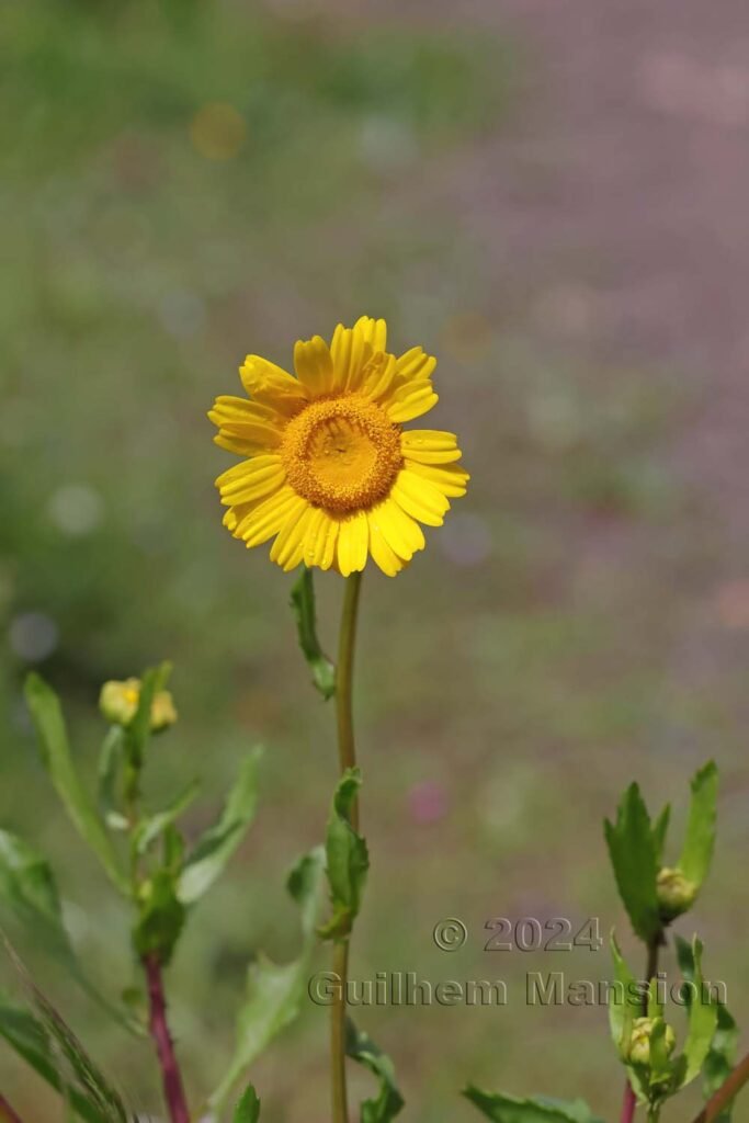 Coleostephus myconis vers Castelejo (Portugal, Vila do Bispo)