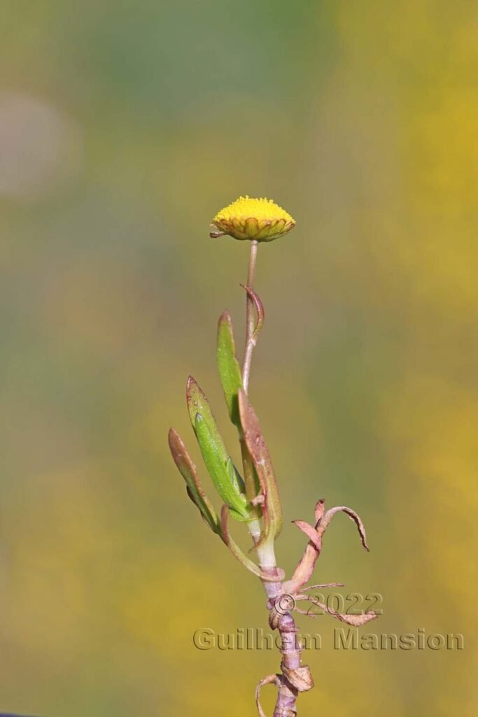 Cotula coronopifolia vers Bonifacio (France, Corse-du-Sud)