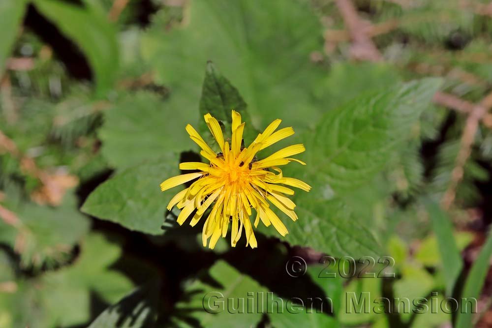 Crepis pyrenaica sur le Weissenstein (Suisse, Soleure)