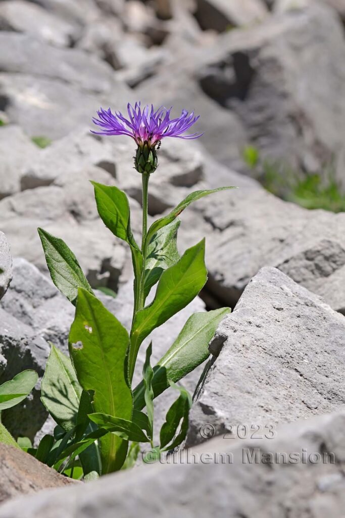 Cyanus montanus à Derborence (Suisse, Valais)
