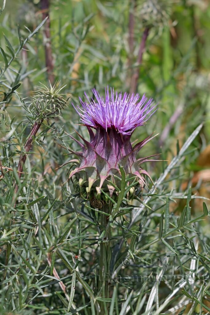 Cynara humilis vers Raposeira (Portugal, Vila do Bispo)