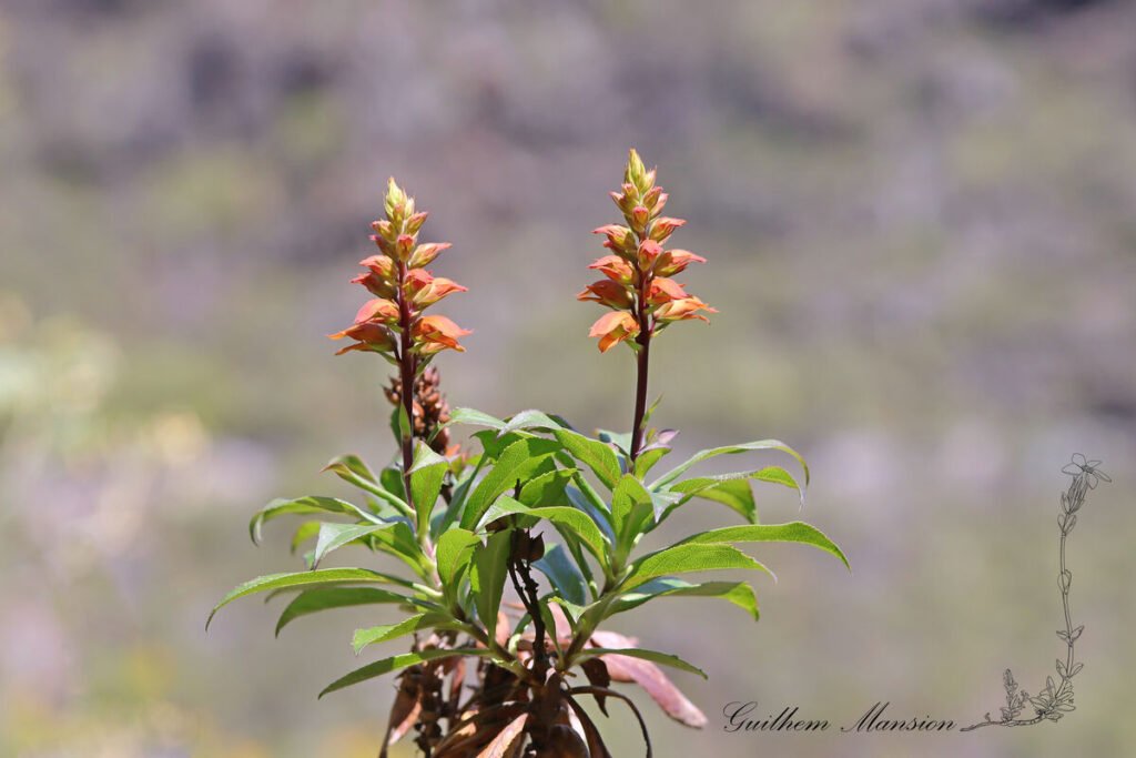 Digitalis canariensis vers Cuevas Negras (Espagne, Tenerife)