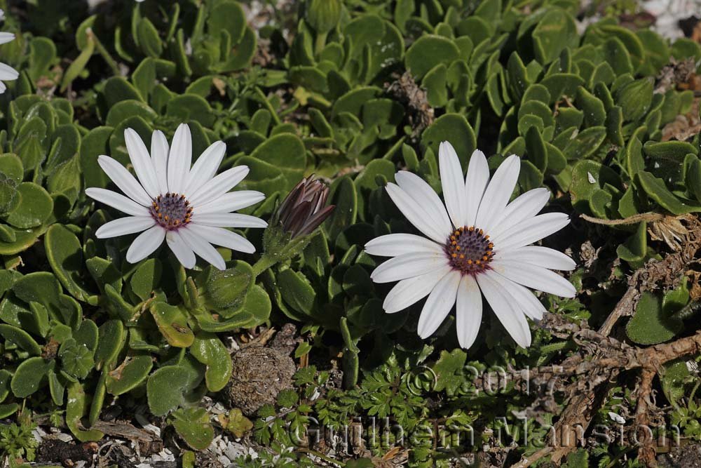 Dimorphotheca pluvialis à Table Mountain National Park (Afrique du Sud)