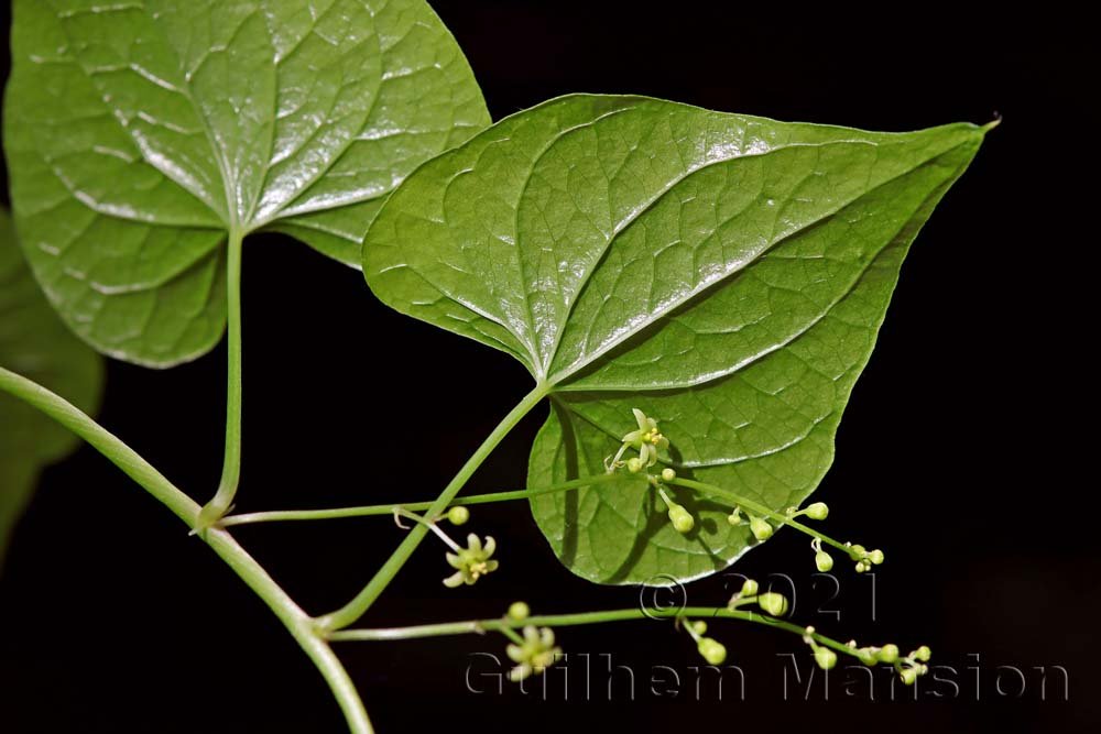 Dioscorea communis à Aarburg (Suisse, Argovie)