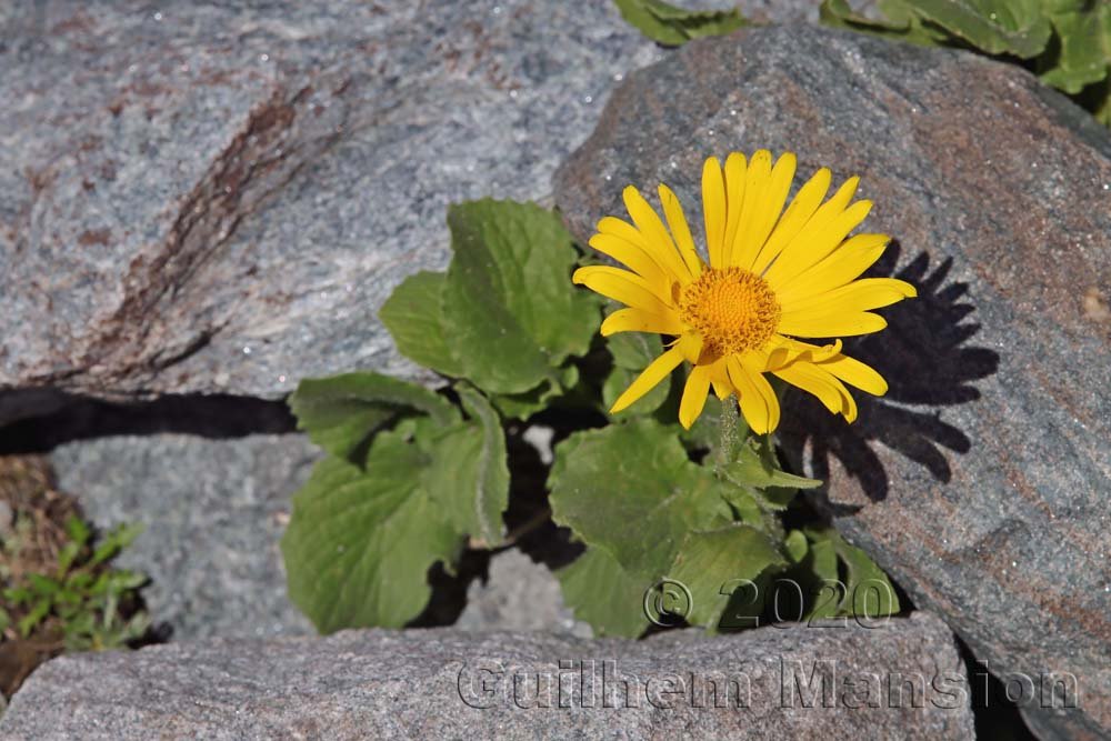 Doronicum clusii au-dessus de Verbier (Suisse, Valais)