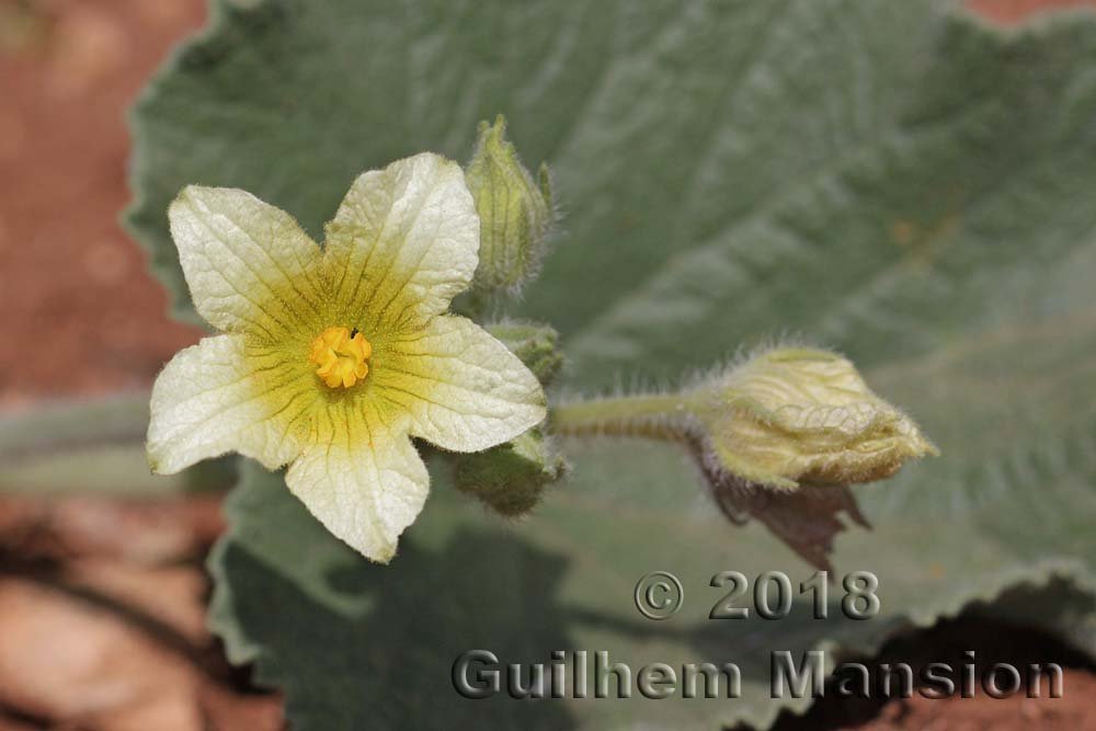 Ecballium elaterium dans les environs de Cadix (Espagne, Andalousie)