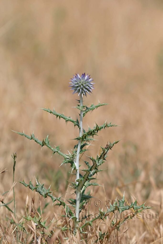Echinops ritro vers Poulx (France, Gard)